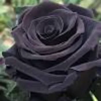 Natural Black Rose